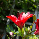 Asiatic Lily Red Plants (Set of 3 or 6)