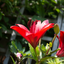 Asiatic Lily Red - Garden Lily