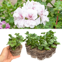 Geranium Trailing Blanche Roche Plants (Set of 3 or 6)