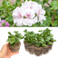 Set of 3 or 6 Large Plants - Geranium Trailing Blanche Roche, Ready to Plant in Your Garden