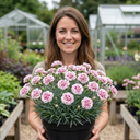 Cottage Pink Dianthus Raspberry Sundae Plant (5L Pot)