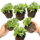 Calibrachoa Cabaret Early Blue Plants (Set of 3 or 6)