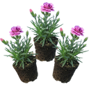 Pink Purple Carnation Plants (Set of 3 or 6)