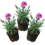 Set of 3 or 6 Large Plants - Pink Purple Carnation, Ready to Plant in Your Garden, 10.5 cm