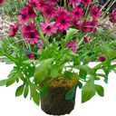 Cosmos Cherry Chocolate Plant (2L Pot)