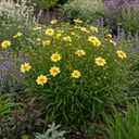 Coreopsis Solar Moon Perennial Plants