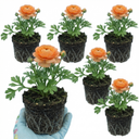 Ranunculus Vortex Orange Apricot Persian Buttercup Plants (Set of 3 or 6)