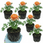 Set of 3 or 6 Ranunculus Vortex Orange Apricot Persian Buttercup Plants, Hardy Perennial, Spring Flowering, Outdoor Garden Ready, 1 Litre Root-Ball