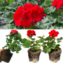 Geranium Toscana Senna Plants (Set of 3 or 6)