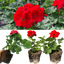 Set of 3 or 6 Large Plants - Geranium Toscana Senna, Ready to Plant in Your Garden