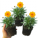 Coreopsis Early Sunrise Plants (Set of 3 or 6)