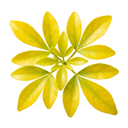 1 Choisya Sundance Plant, Hardy Evergreen Mexican Orange Blossom, 7.5 Litre Root Ball