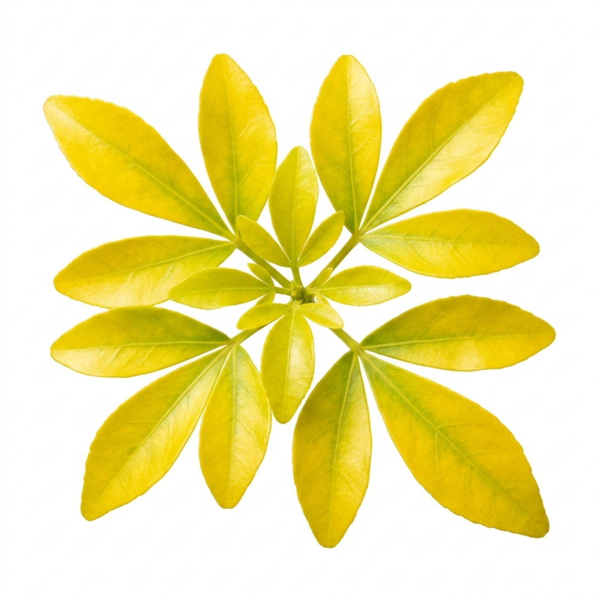 Choisya ternata 'Sundance' (Mexican Orange Blossom) – Golden Evergreen Shrub (7.5L Pot)