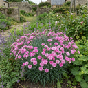 Cottage Pink Dianthus Pink Celebration Plant (5L Pot)