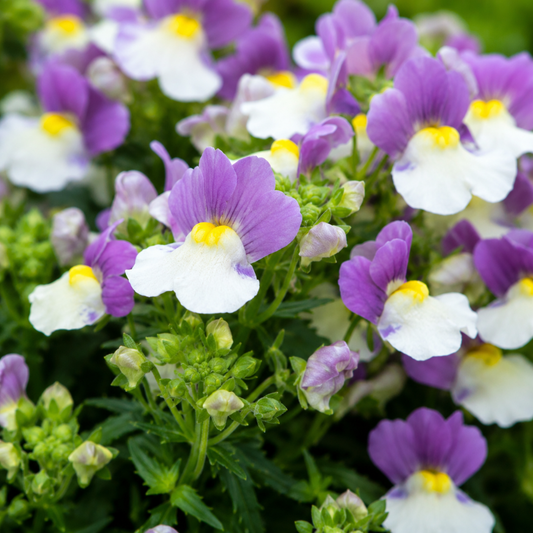 Purple and white two-tone nemesia flowers with bright yellow throats
