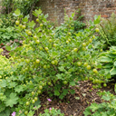 Green Gooseberry Bush Plant (5L Pot)
