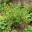 1 Green Gooseberry Bush, Hardy Self Fertile Fruit Plant, Outdoor Garden Ready, 5 Litre Root Ball