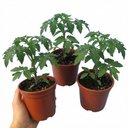 Tomato Bush Steak (Megabyte) Plants (Set of 3 or 6)
