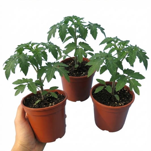 Tomato 'Bush Steak' (Megabyte) – Bush Beefsteak Tomato (Set of 3 or 6)