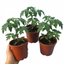 Set of 3 or 6 Large Plants - Tomato Bush Steak (Megabyte), Ready to Plant in Your Garden