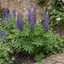 Set of 3 or 6 Lupin Legendary Blue, Ready to Plant in Your Garden, Peat Free