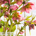 Hellebore Pink Beauty Plant (2L Pot)