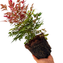 Nandina Obsessed Plant