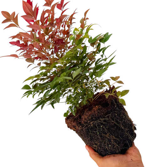Nandina domestica 'Obsessed' (Heavenly Bamboo) – Evergreen Shrub (3L Pot)