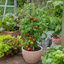 1 Consuelo Cherry Tomato Plant, High Yield Live Vegetable, Outdoor Garden Ready, 2 Litre Root Ball