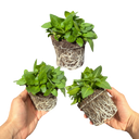 Petunia Surfinia Deep Red Plants (Set of 3 or 6)