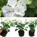 Geranium Toscana Erika Plants (Set of 3 or 6)