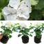 Set of 3 or 6 Large Plants - Geranium Toscana Erika, Ready to Plant in Your Garden