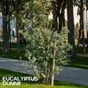 Eucalyptus Gunnii Plant