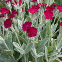 Lychnis atrosanguinea Plants (Set of 3 or 6)