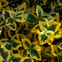 Euonymus Emerald Gold Plants (Set of 3 or 6)