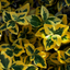 Set of 3 or 6 Large Plants - Euonymus Emerald Gold, Ready to Plant in Your Garden, Peat-Free