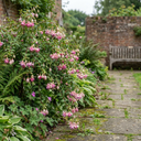 3 Trailing Fuchsia Claudia Pink Plants, Summer Bedding, 10.5cm Pots, Hanging Baskets