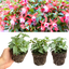 Set of 3 or 6 Large, Garden Ready Plants - Fuchsia Bella Nikita (Rose & Purple)