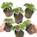 Calibrachoa Cabaret Early Light Pink Eye Plants (Set of 3 or 6)