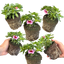 Set of 3 or 6 Large Plants - Calibrachoa Cabaret Early Light Pink Eye, Outdoor Garden Ready
