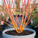 Cornus Midwinter Fire Shrub Plant (3L Pot)