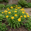 1 Calendula Fiesta Yellow Pot Marigold Plant, Spring & Autumn Bedding, Pollinator Friendly, 2 Litre Root Ball