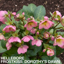 Hellebore Frostkiss Dorothy's Dawn Plant (2L Pot)
