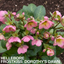 Hellebore Frostkiss Dorothy's Dawn