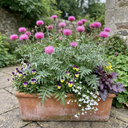 Centaurea Dealbata Bright Rose Persian Cornflower Plants (Set of 3 or 6)