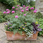 Set of 3 or 6 Centaurea Dealbata Bright Rose Persian Cornflower Plants, Hardy Cottage Garden Perennial, Outdoor Garden Ready, 1 Litre Root-Ball