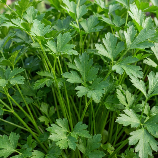 Dense clump of flat leaf parsley, bright green three-lobed leaves on slender upright stems