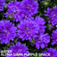1 Large Aster Plant - Alpha Dark Purple Space, Ready to Plant in Your Garden, 2L