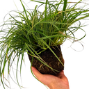 Everest Carex Ornamental Grass Plant