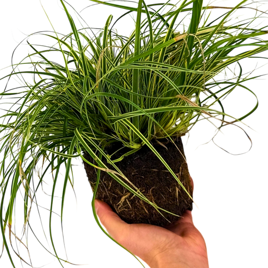 Carex oshimensis 'Everest' (Japanese Sedge) – Evergreen Ornamental Grass (2L Pot)